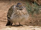 Living Desert State Park  Freezing Bird : New Mexico